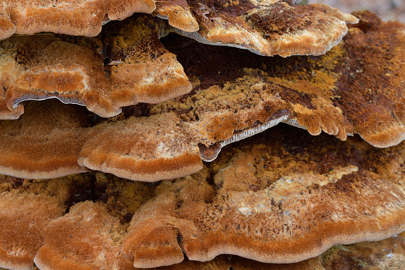 Inonotus cuticularis